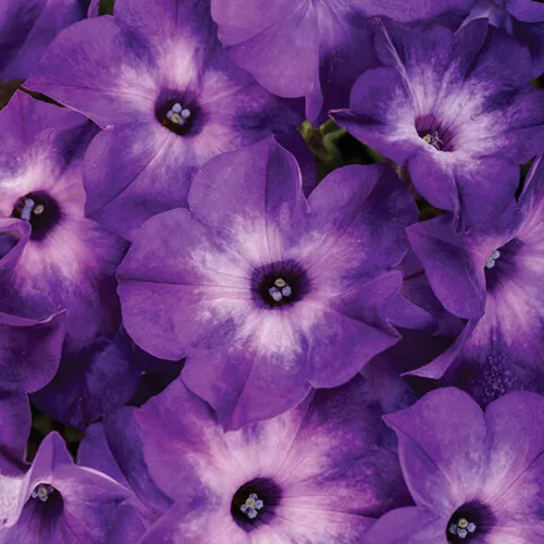 Supertunia Tiara Blue Petunia
