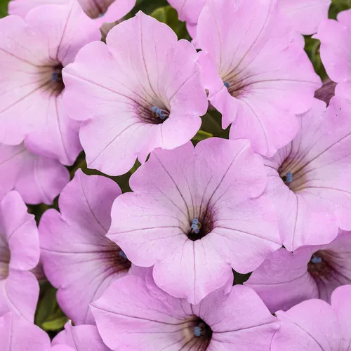 Supertunia Vista Cool Jazz™ Petunia