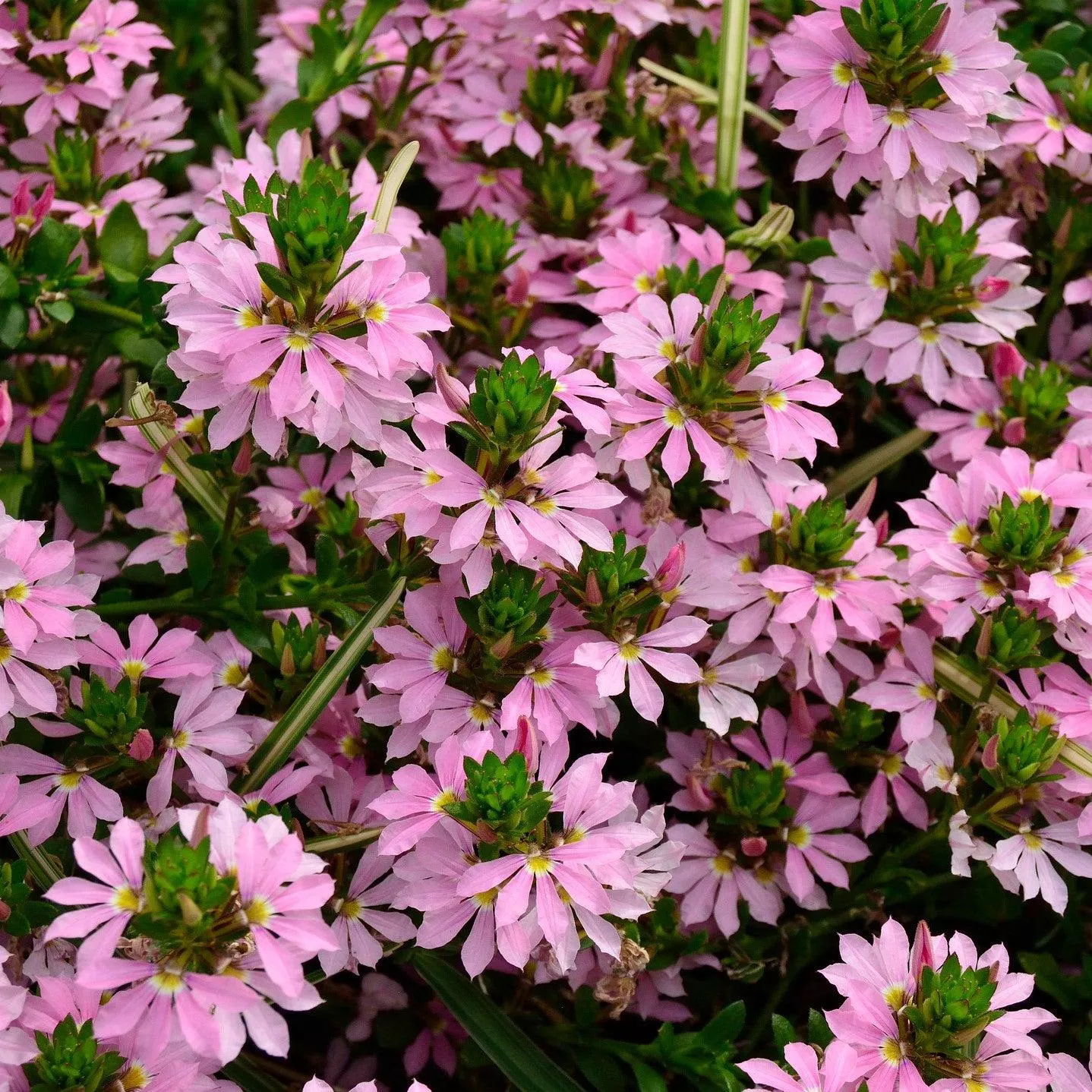 SURDIVA Classic Pink Fan Flower
