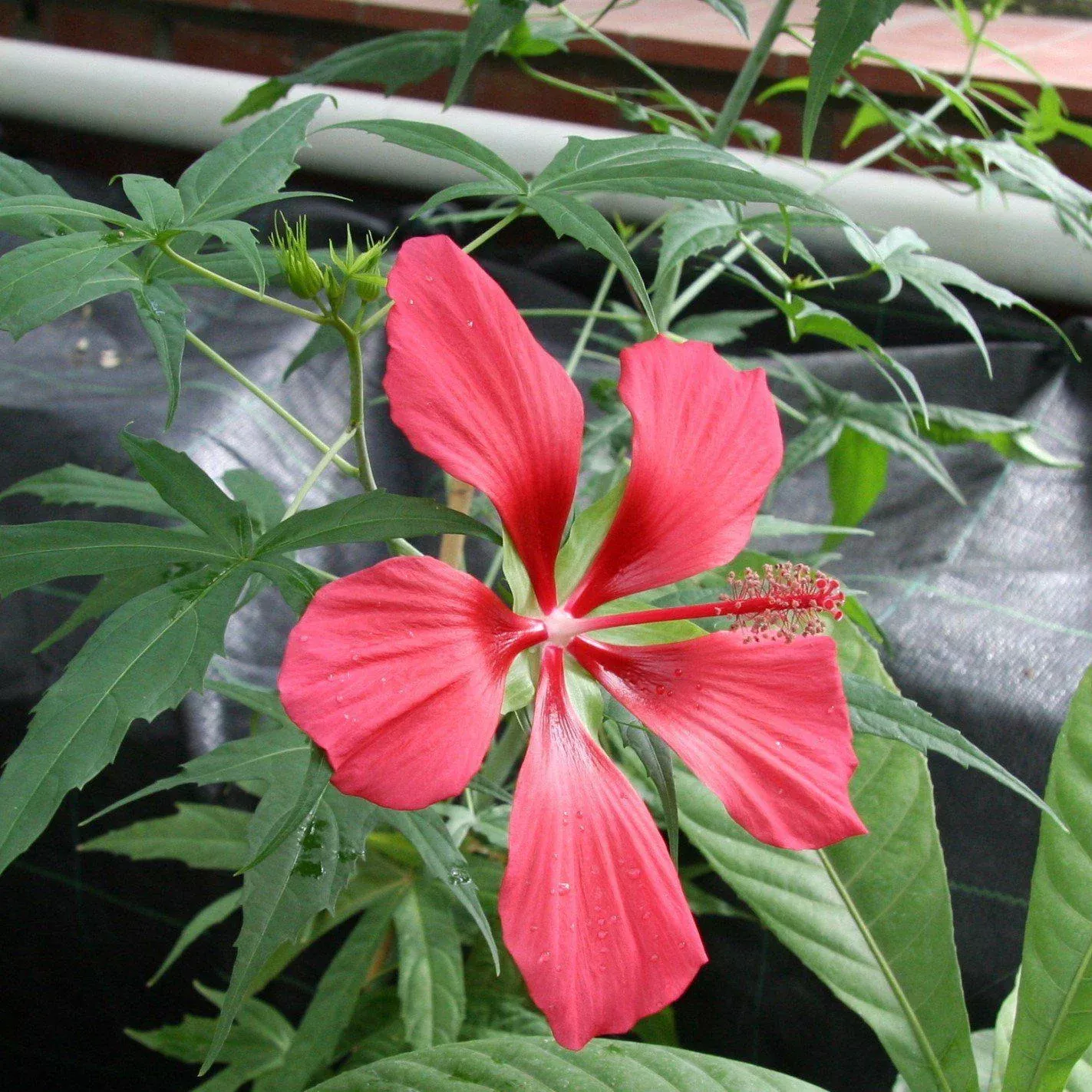 Swamp Hibiscus, Scarlet Rosemallow