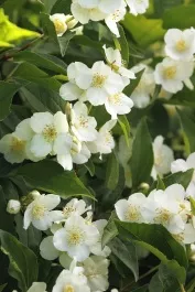 Swan Lake Mock Orange