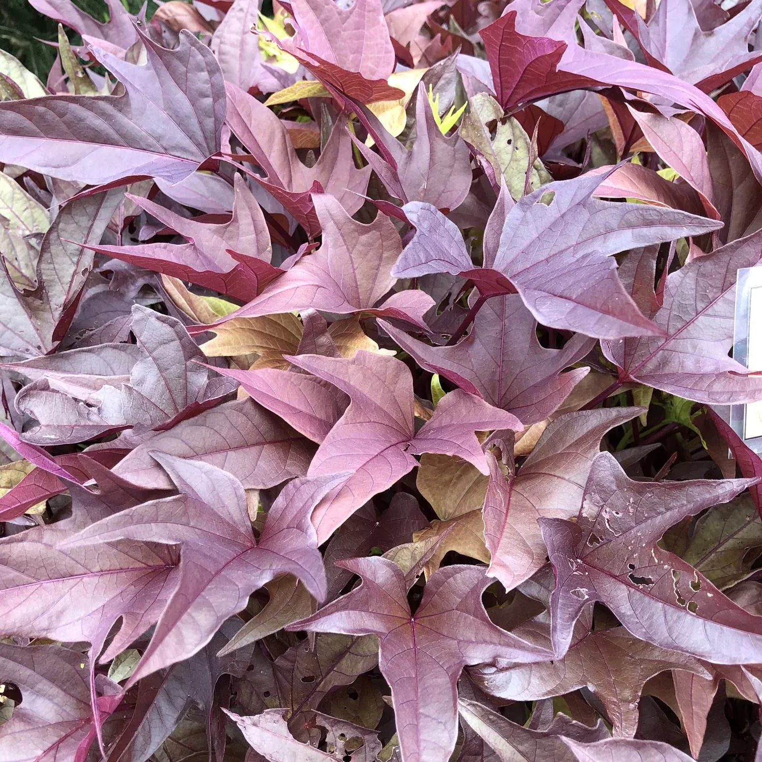 Sweet Caroline Red Hawk™ Ornamental Sweet Potato Vine (Ipomoea)