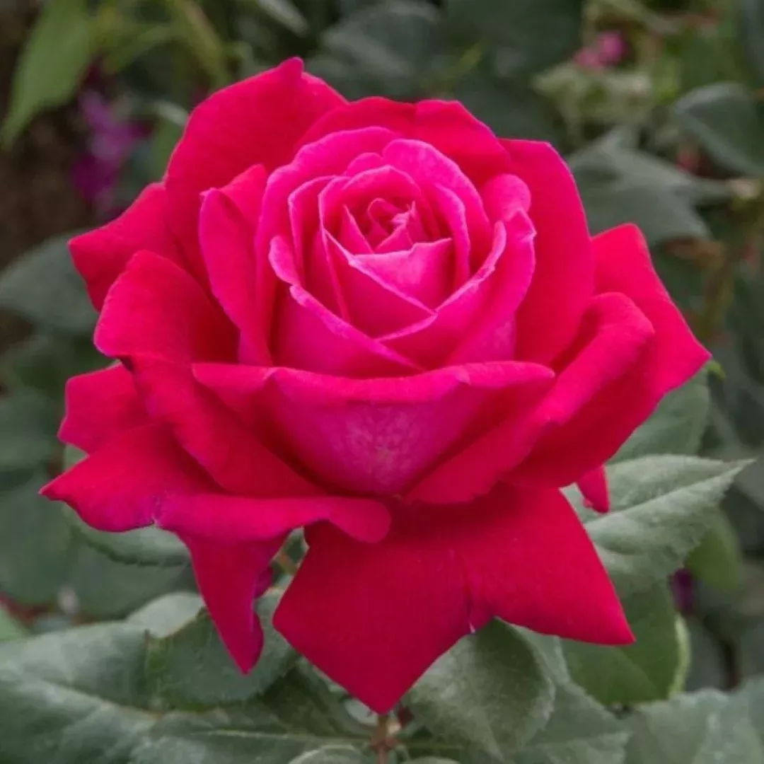 Sweet Spirit Rose