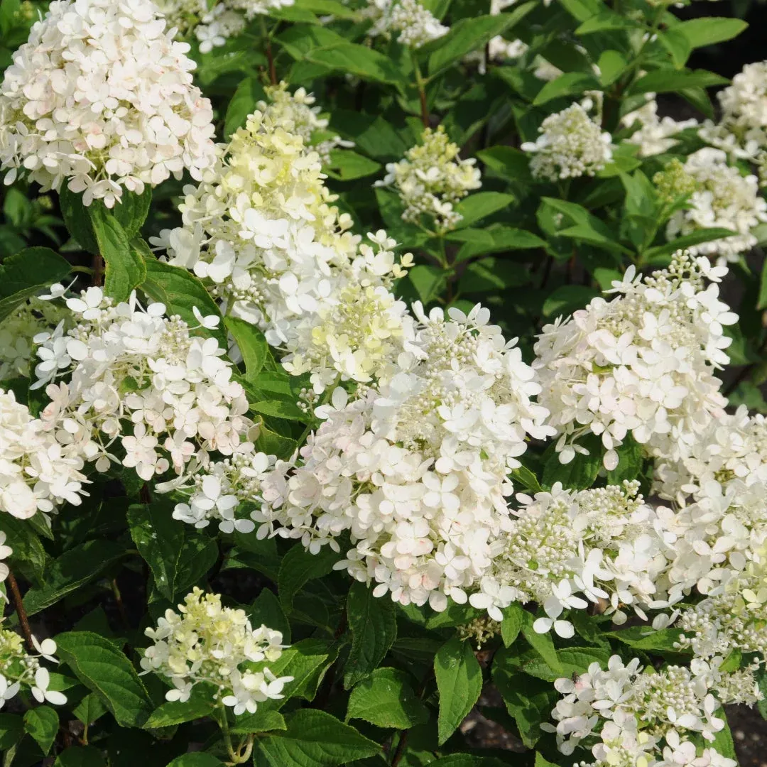 'Sweet Summer' Hydrangea | Pixies Gardens