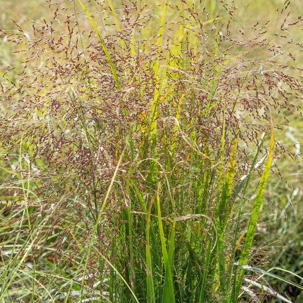 Switch Grass # 1 Cb