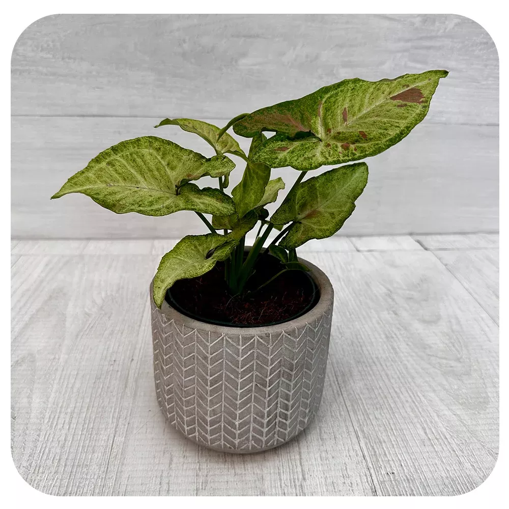 Syngonium Nephthytis (Arrowhead Plant)