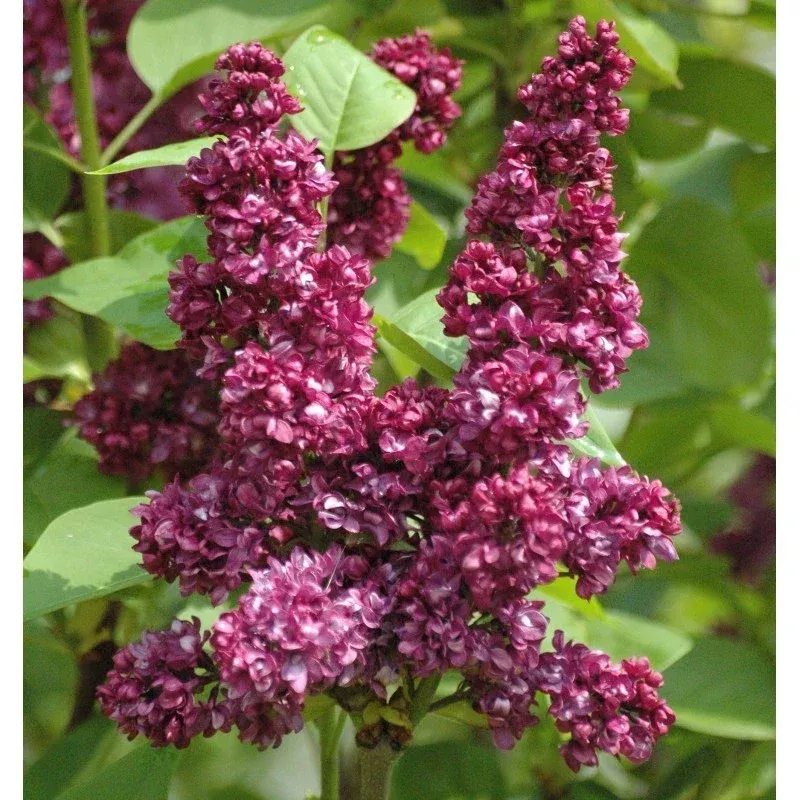 Syringa Vulgaris ‘Charles Joly’ Red French Lilac Live Plant 4+ Inches Tall Outdoor