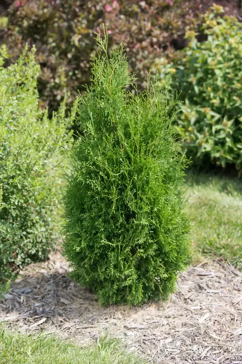 Tall Guy Arborvitae