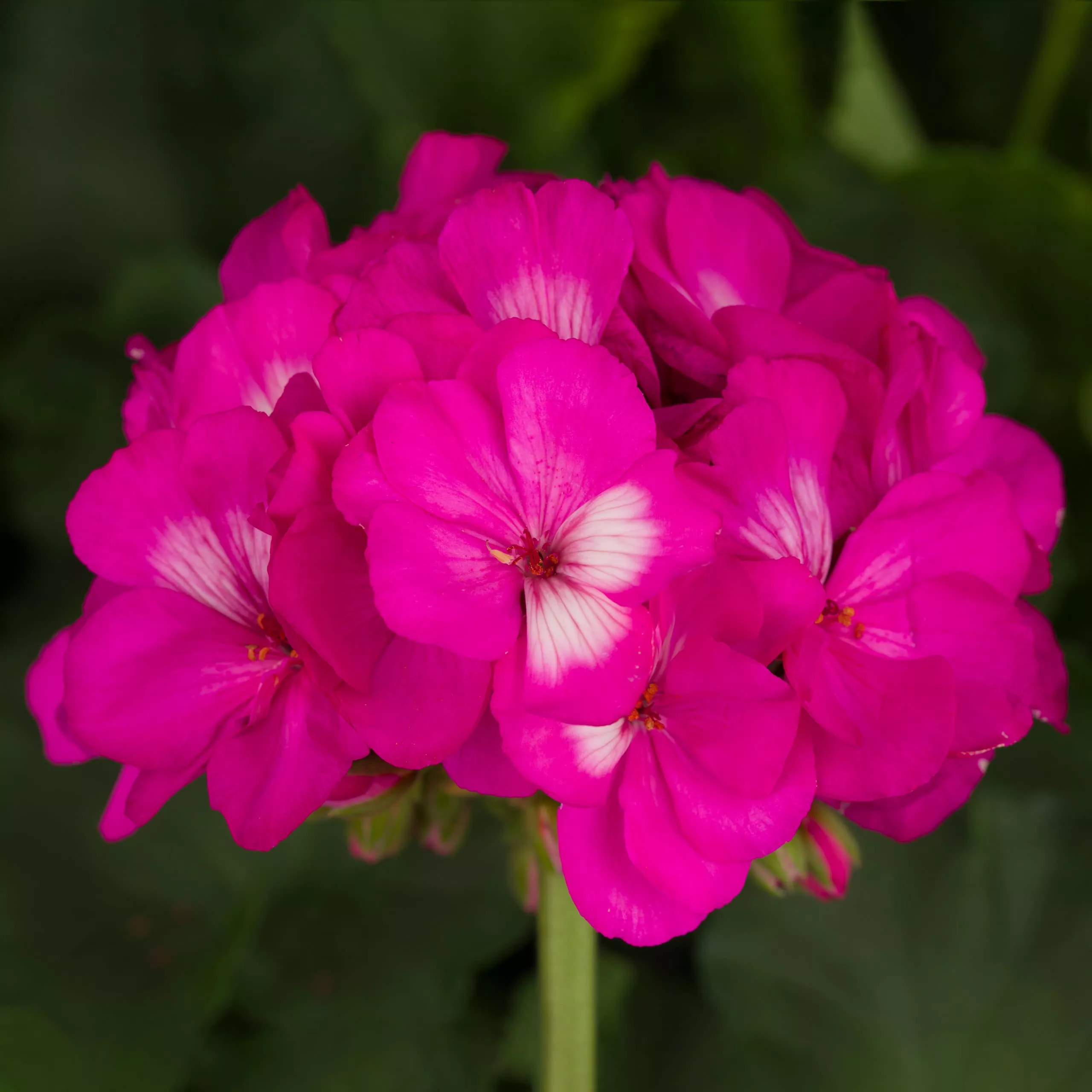 Tango Hot Pink Zonal Geranium 10″ XL Patio Pot