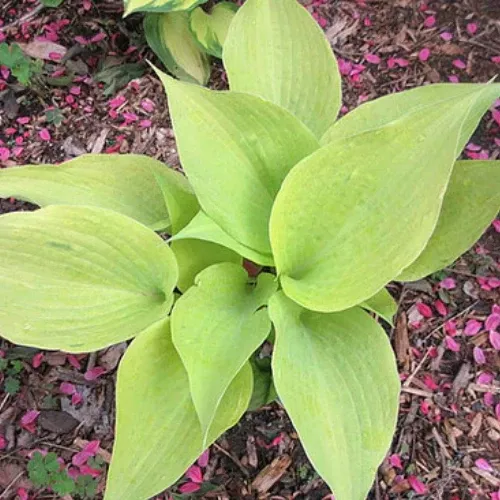 Tasmanian Toad Hosta