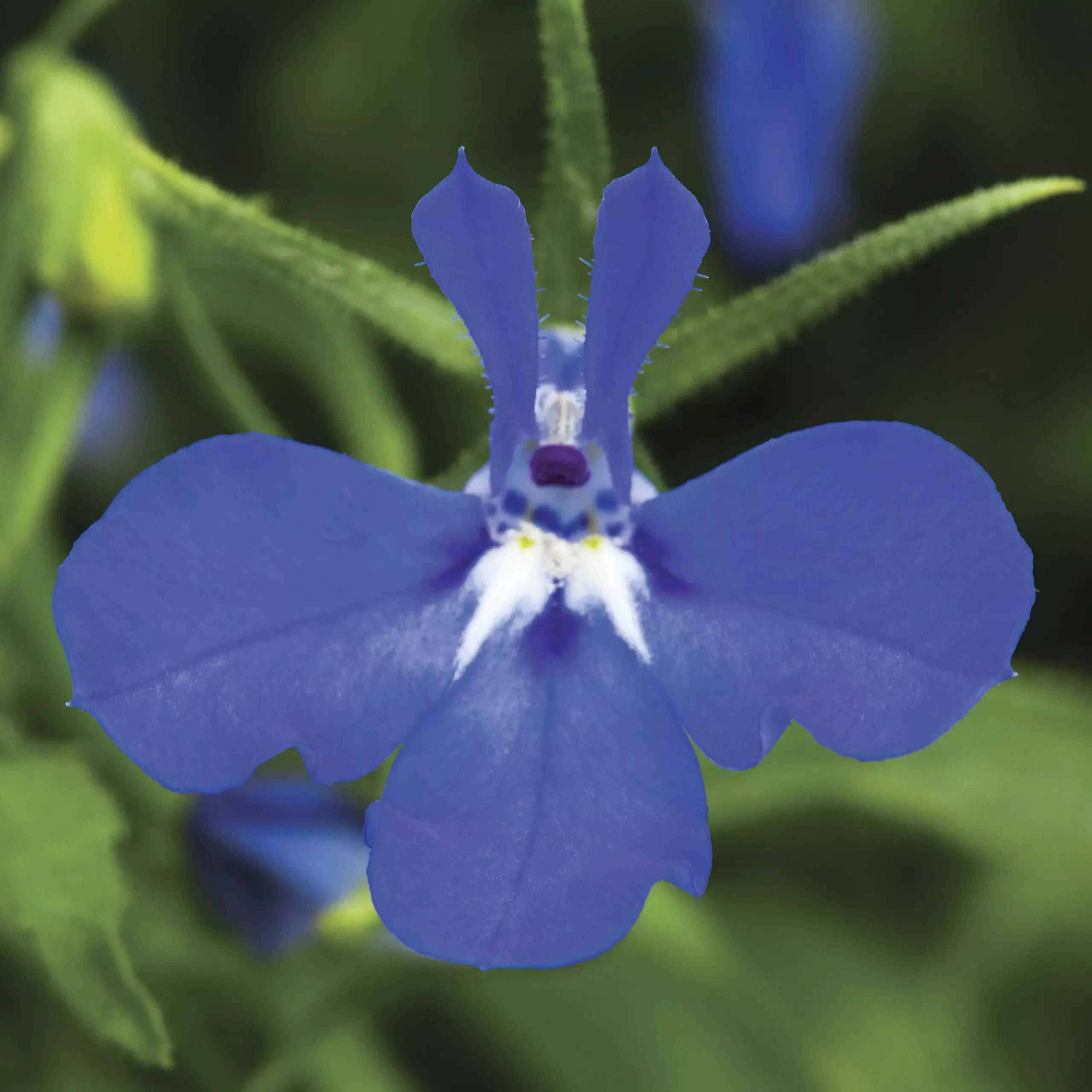 Techno Heat Dark Blue Lobelia