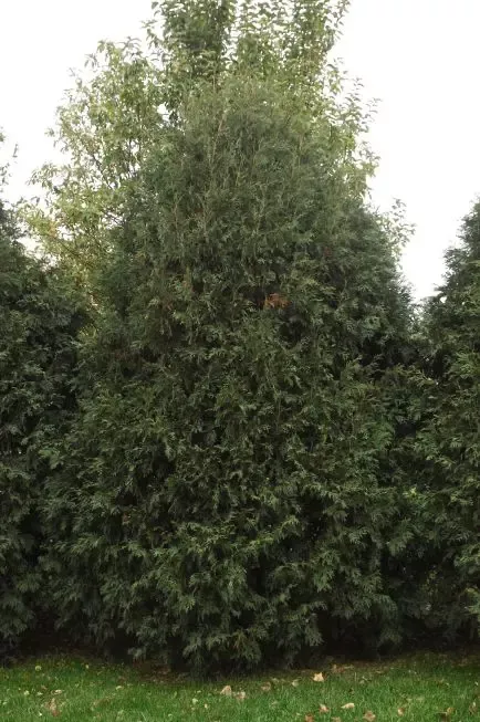 Techny Arborvitae