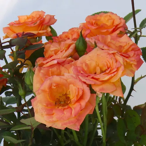 Teddy Bear™ Mini Rose