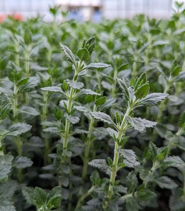 TEUCRIUM CHAMAEDRYS – GERMANDER