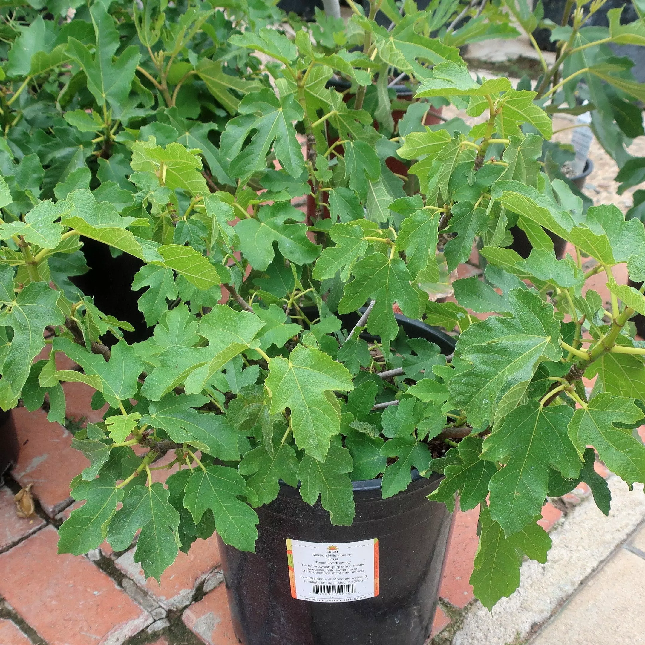 Texas Everbearing Fig