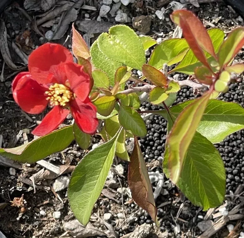 Texas Scarlet Red Quince Live Plant – 1 Gallon Bush, 6-8” Tall, Outdoor Flowering Shrub