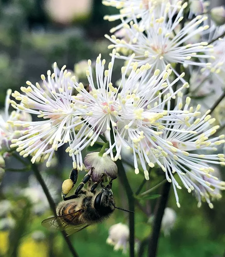 THALICTRUM NIMBUS `WHITE`