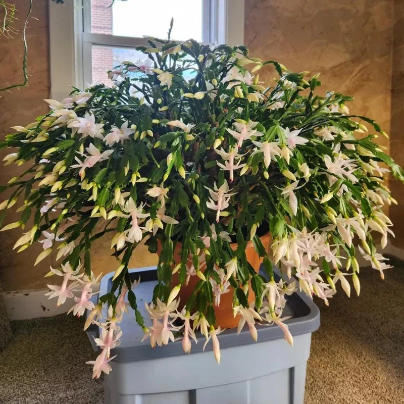 Thanksgiving Cactus Live Plant – White Flowers, 4 Inch Pot, 4-6 Inches Tall