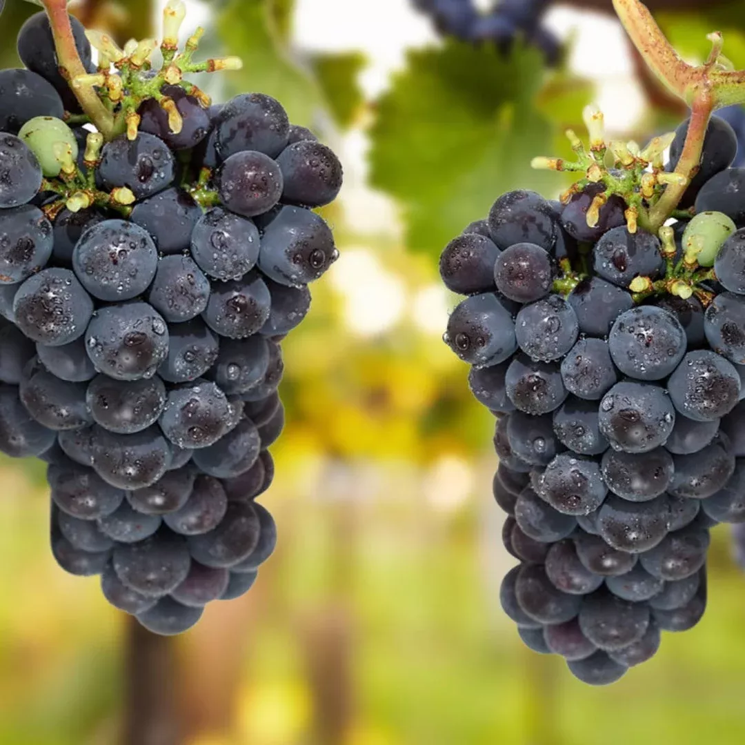 Thomcord Seedless Grape Vine Plant | Pixies Gardens