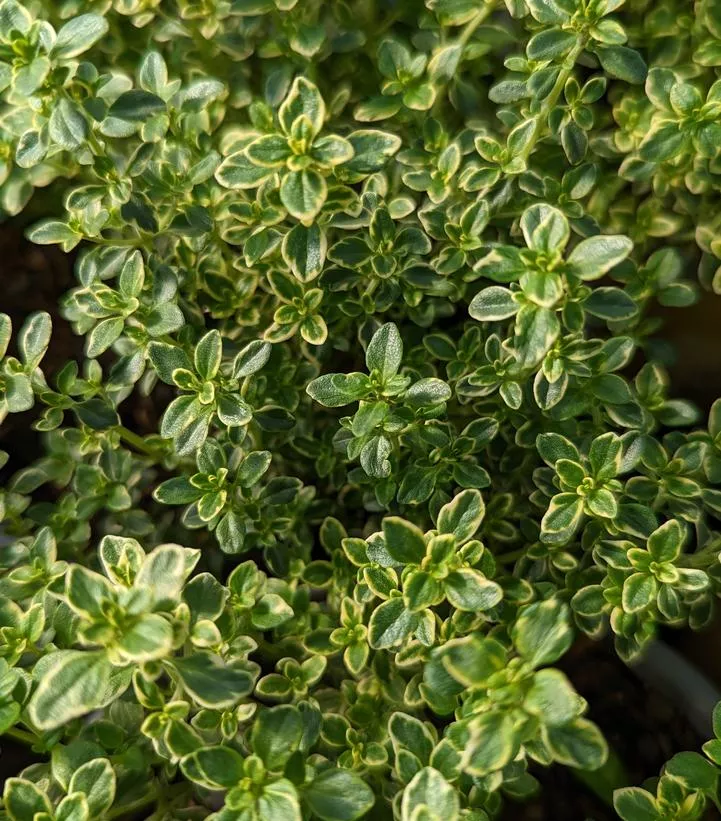 THYMUS C. `AUREUS` – LEMON THYME