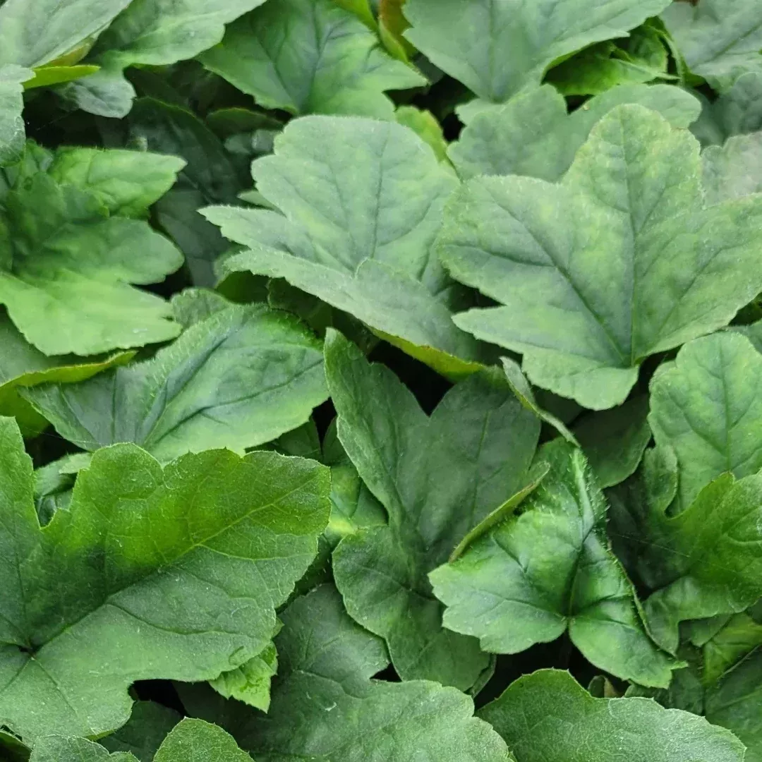 Tiarella cordifolia var. collina 'Oakleaf' | Pixies Gardens