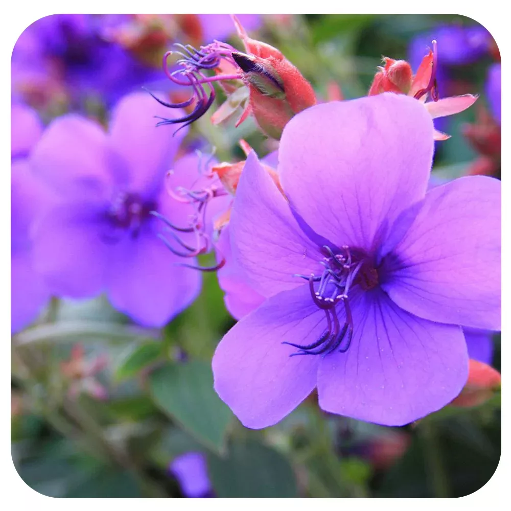Tibouchina