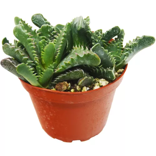 Tiger Jaws Succulent