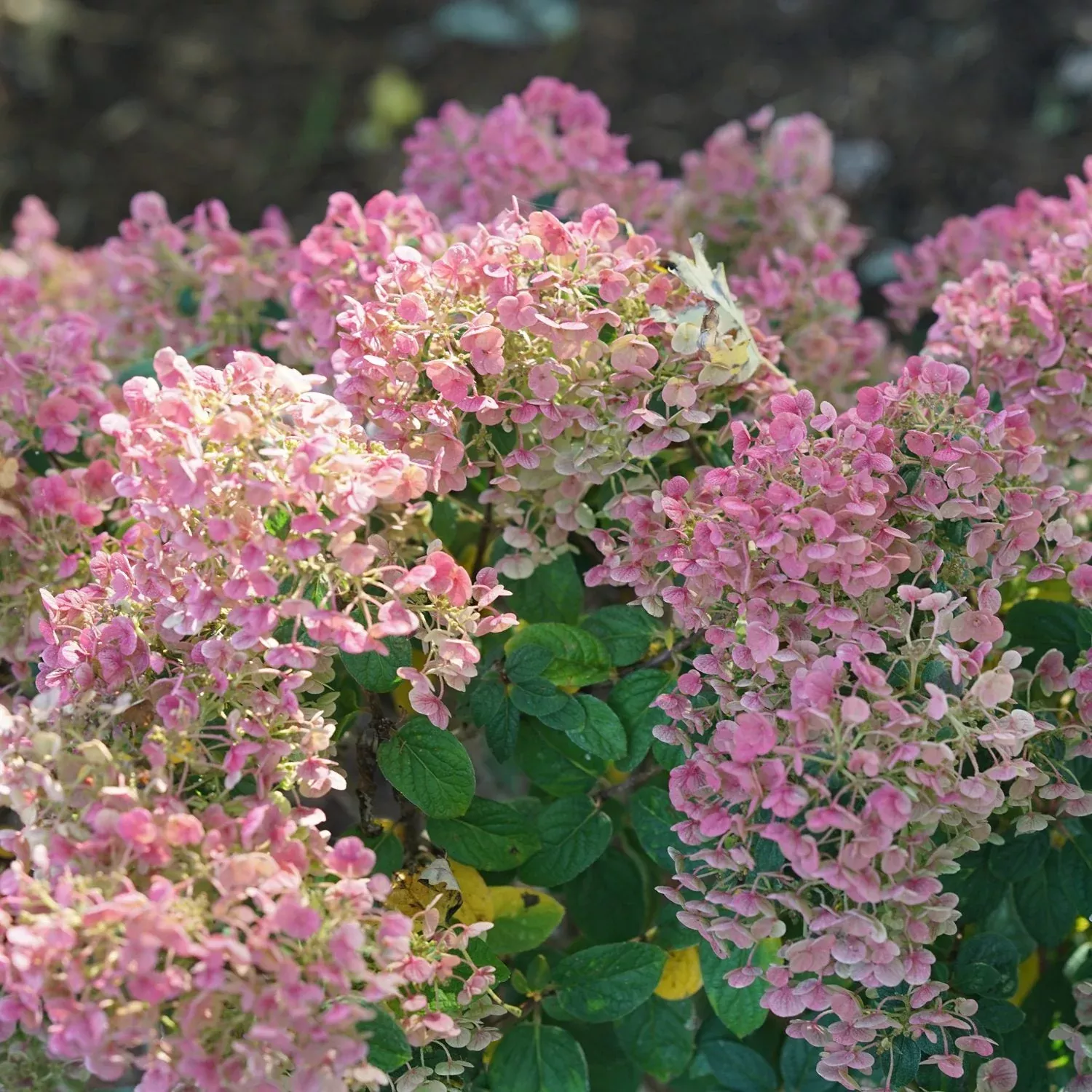 Tiny Quick Fire Panicle Hydrangea