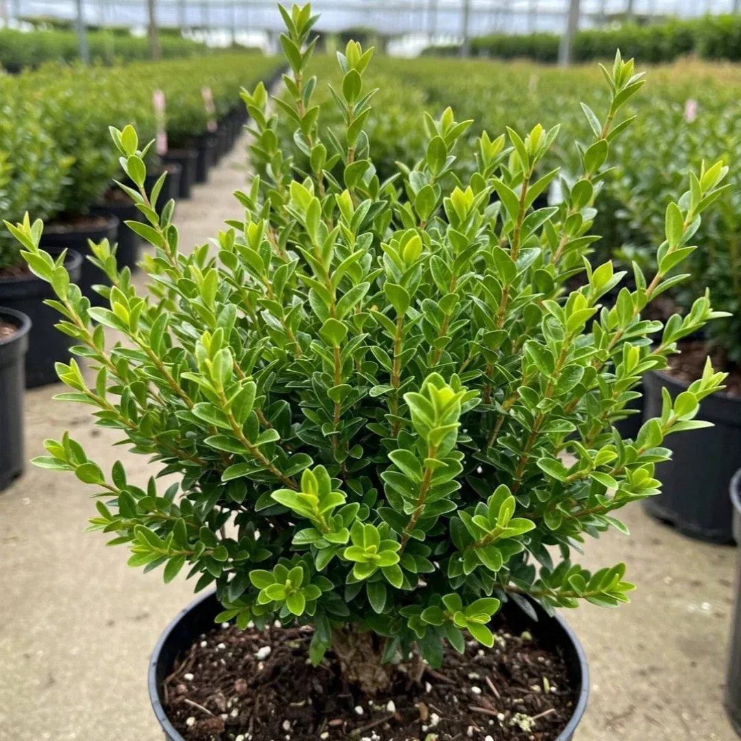 Titan Boxwood, Broadleaf Evergreen Shrub | Pixies Gardens