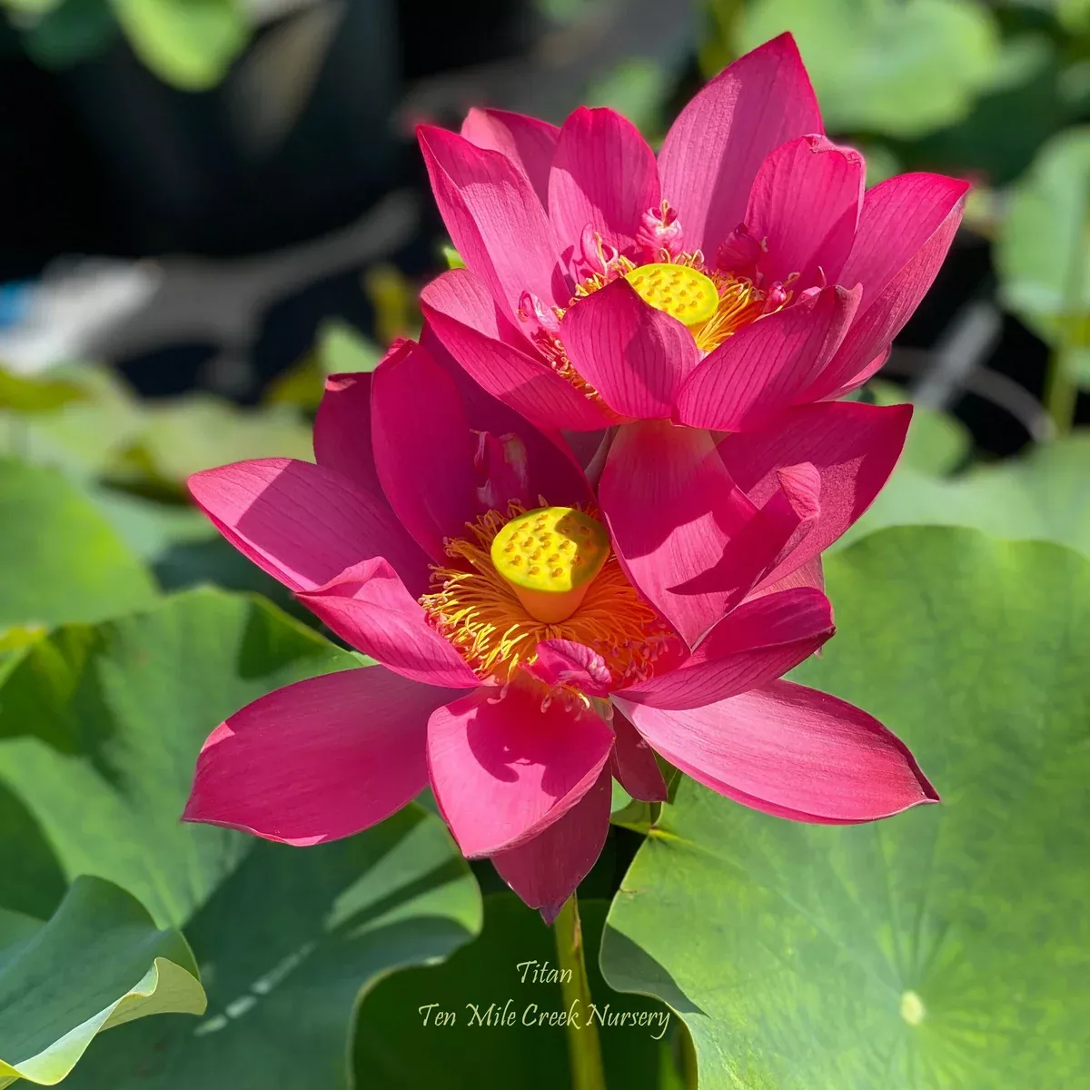 Titan - Bright RED Perfection!