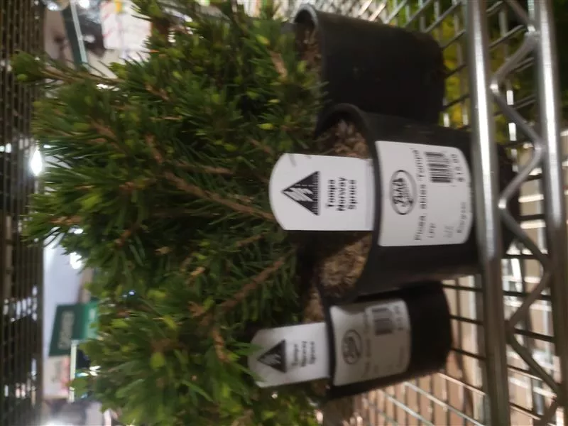 Tompa Norway Spruce