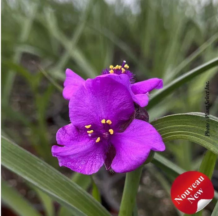 Tradescantia 'JS Brainstorm'