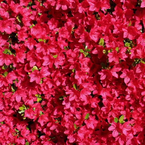 Tradition Azalea