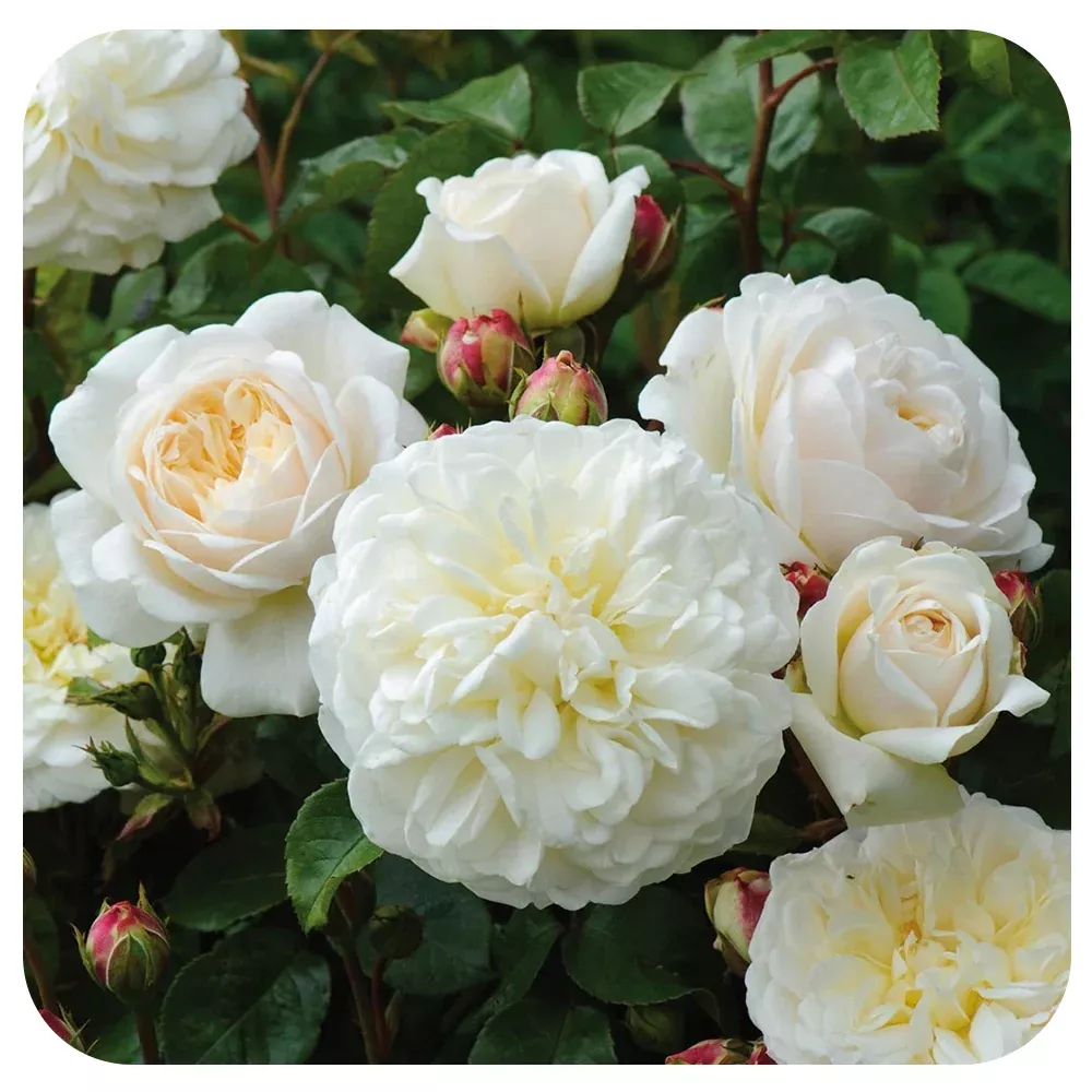 Tranquility Rose by David Austin (Climbing Rose)