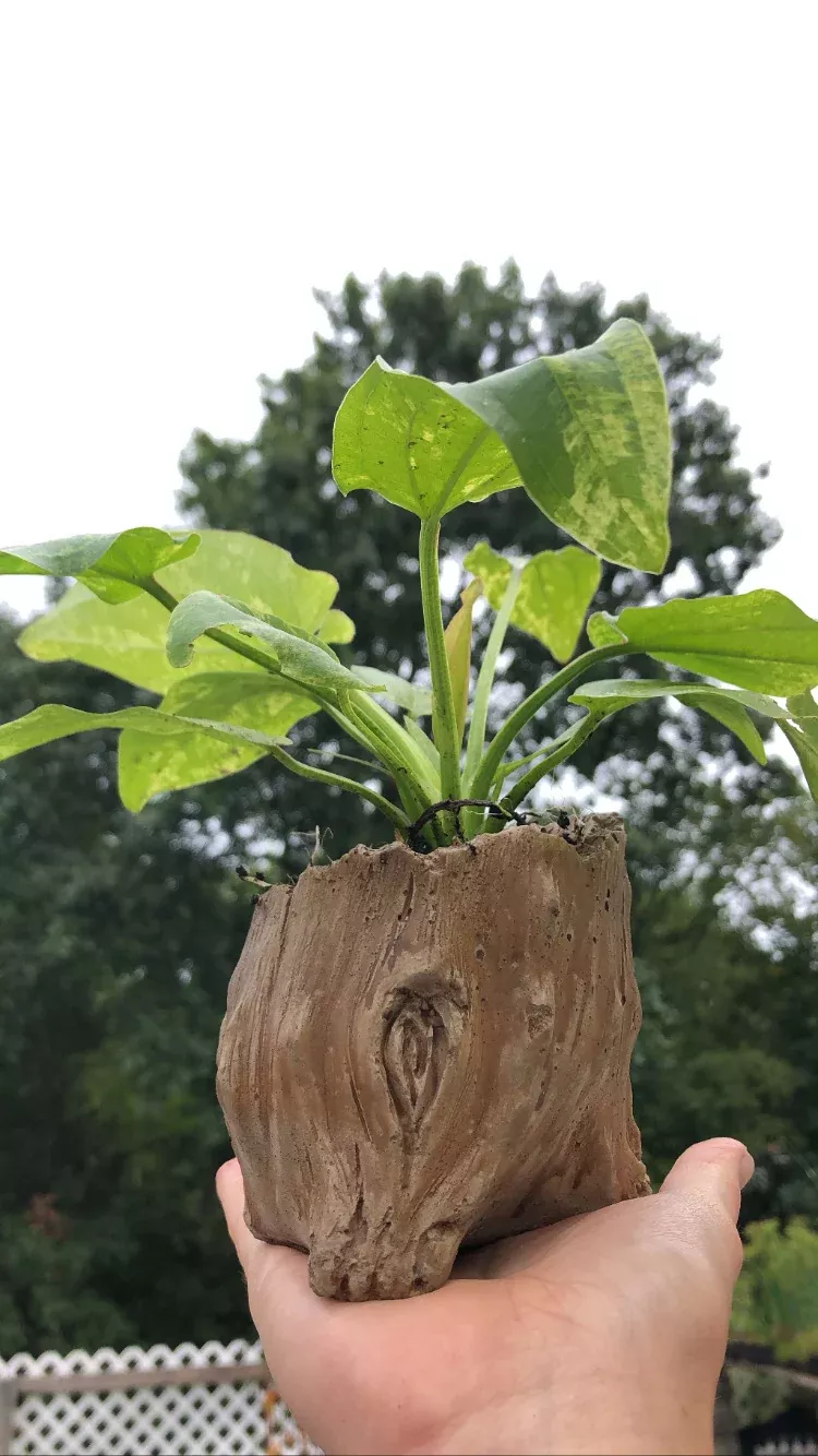 Tree Trunk Planter 4.5”
