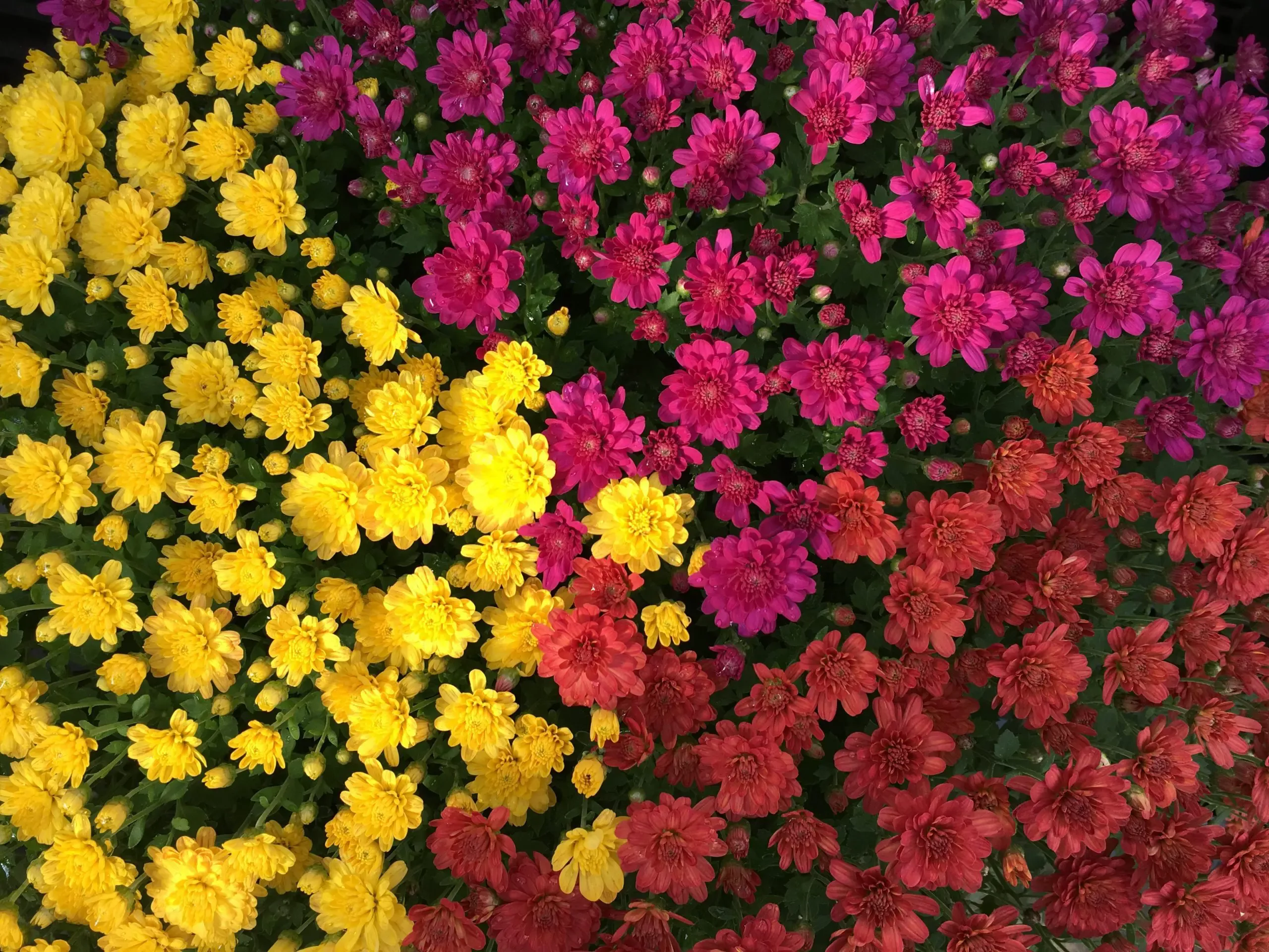 Tricolor Mums
