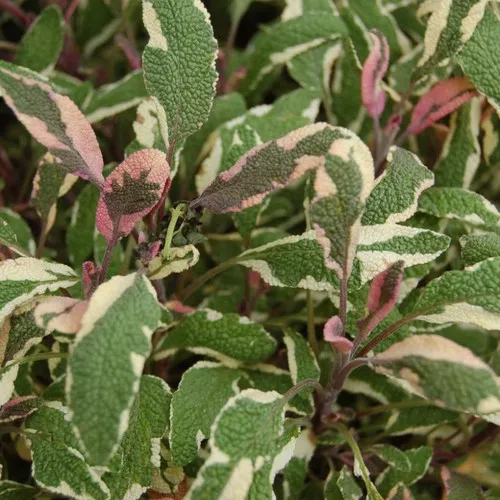 Tricolor Sage Plant