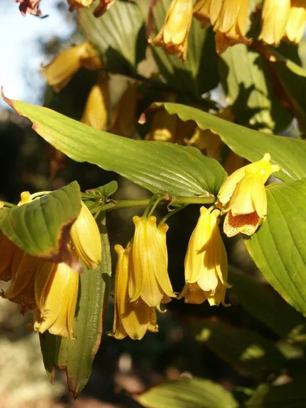 Tricyrtis ishiiana