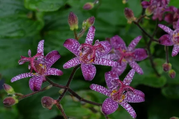 Tricyrtis 'Manten no Hoshi'