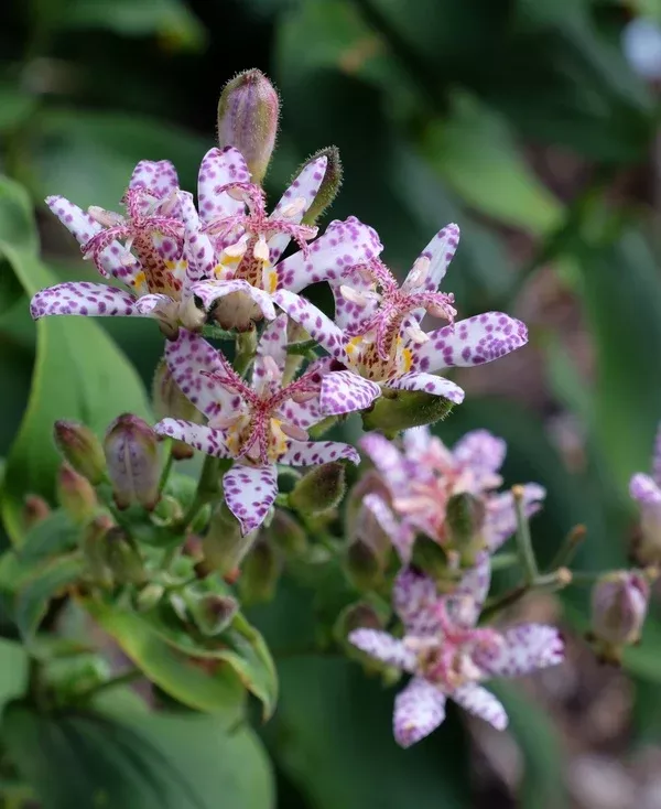 Tricyrtis 'Momoe'