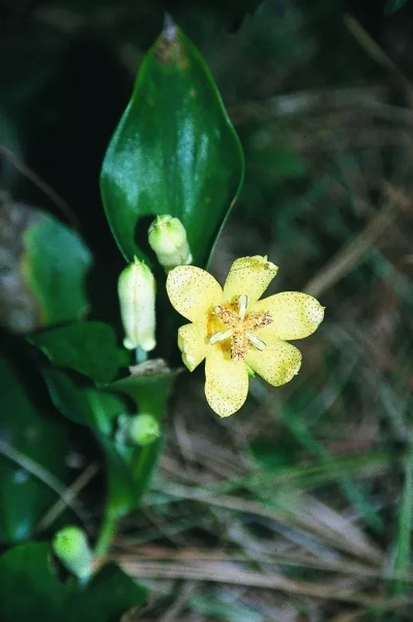 Tricyrtis ohsumiensis