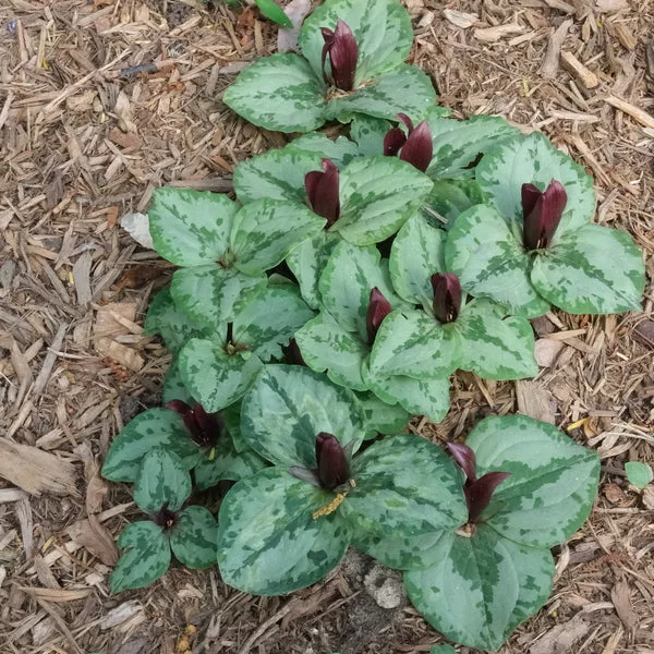 Trillium decumbens 'Georgia Walker'