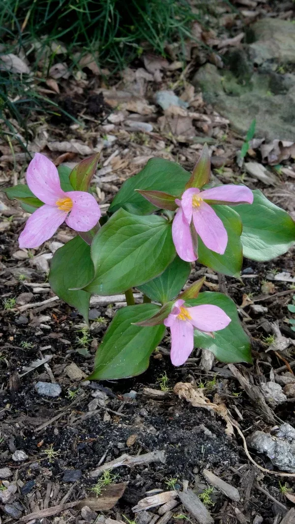 Trillium grandiflorum 'Georgeous'