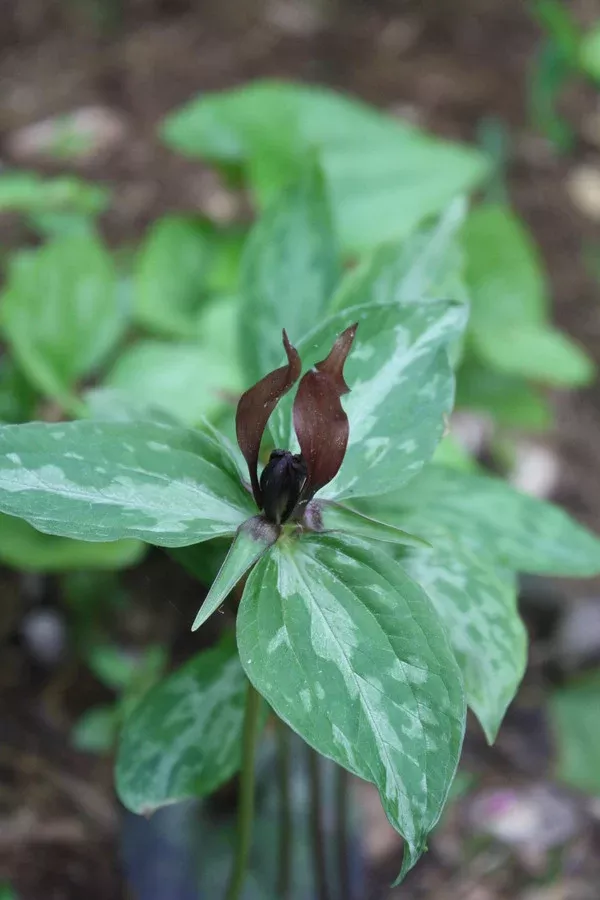 Trillium lancifolium 'Midgley'