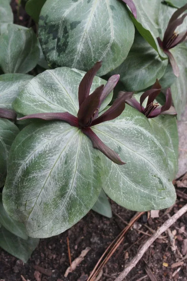 Trillium ludovicianum 'Caldwell Silver'