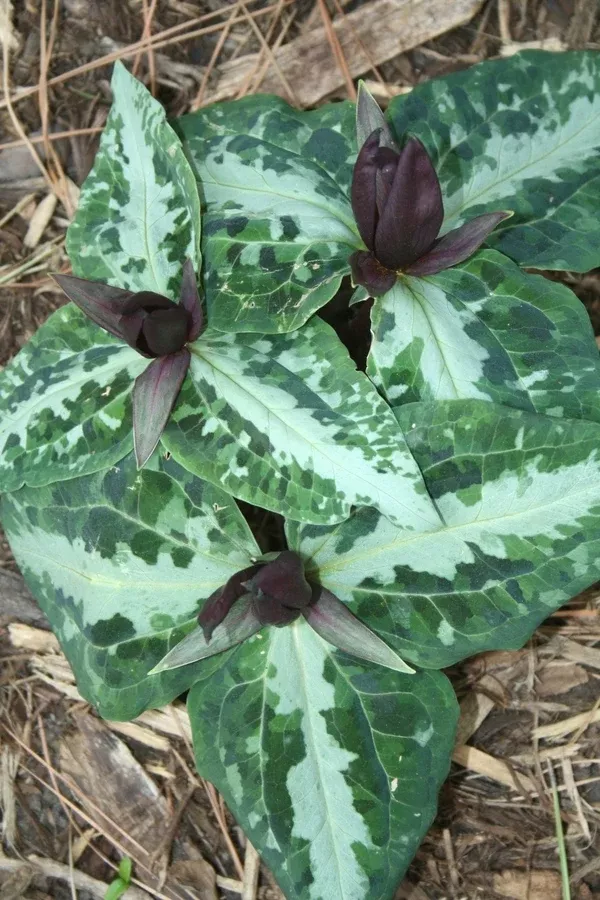 Trillium underwoodii