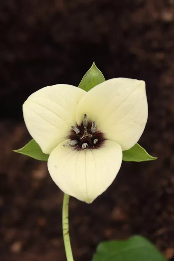 Trillium x flexatum yellow