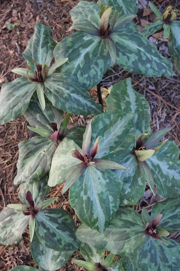 Trillium x ludoviciatum 'Rankin'