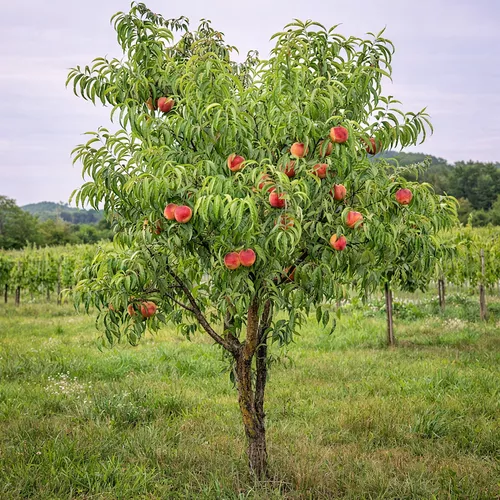 Tropical Snow Peach Tree