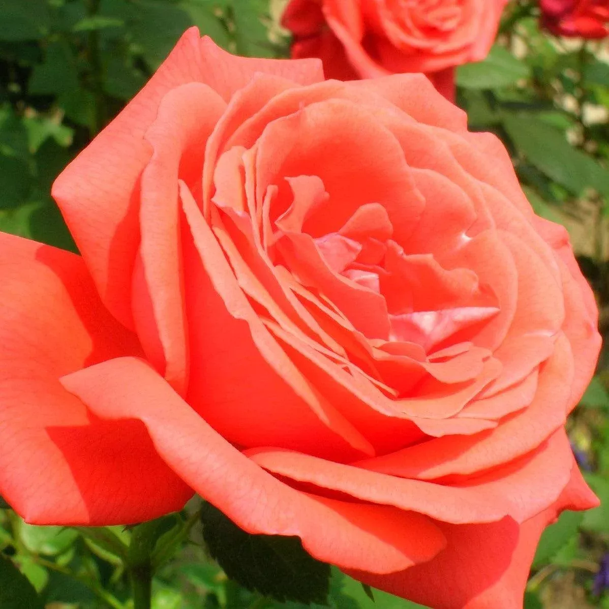 Tropicana Rose